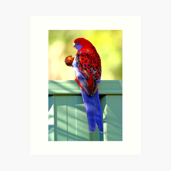Crimson Rosella Art Print