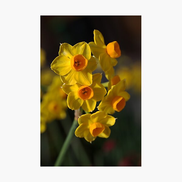 Jonquils Gifts & Merchandise for Sale Redbubble