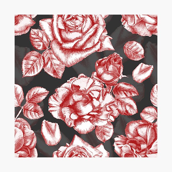 Dark red roses Photographic Print