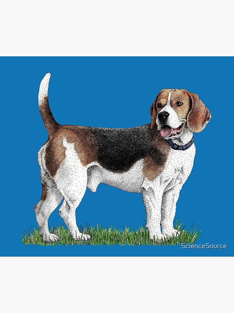 "Purebred Beagle Hunting Dog" Poster for Sale by ScienceSource Redbubble