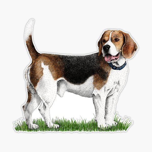 Beagle best sale hunting clothes