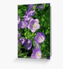 Summer Bliss II Greeting Card