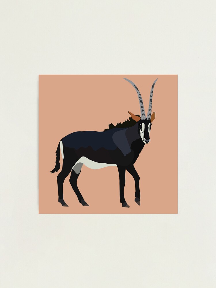Sable Antelope - Signed Fine Art Print
