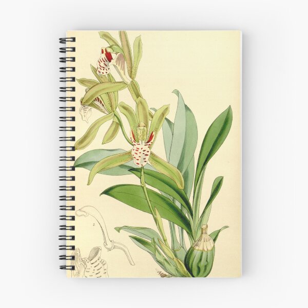 Item preview, Cymbidium tigrinum designed and sold by EsotericBotanic.
