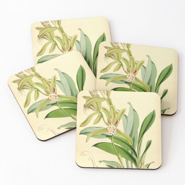 Item preview, Cymbidium tigrinum designed and sold by EsotericBotanic.