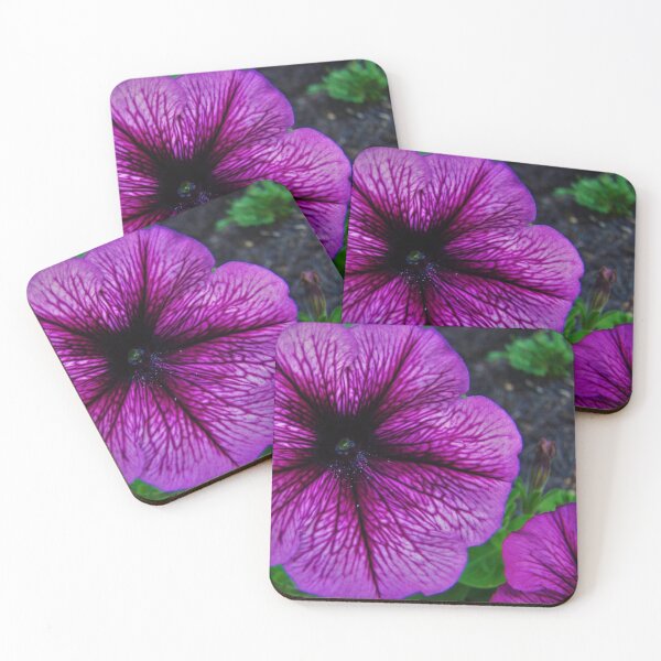 Item preview, Petunia designed and sold by AGODIPhoto.
