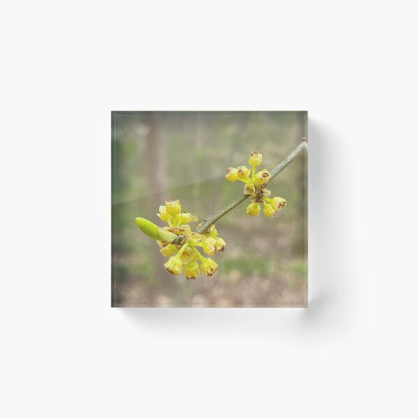 Item preview, Northern Spicebush in Full Swing designed and sold by Max Kindly.