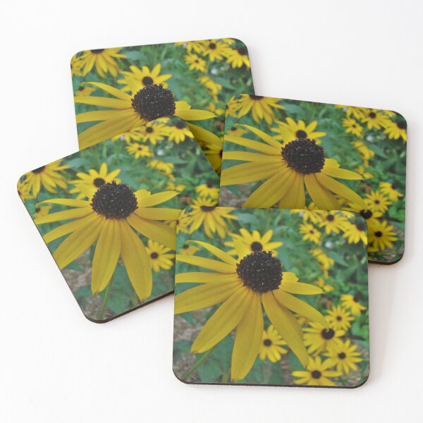 Aperçu de l'œuvre Rudbeckia hirta créée et vendue par AGODIPhoto.