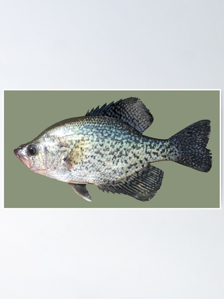 Mr Crappie Poster for Sale by wil2liam4