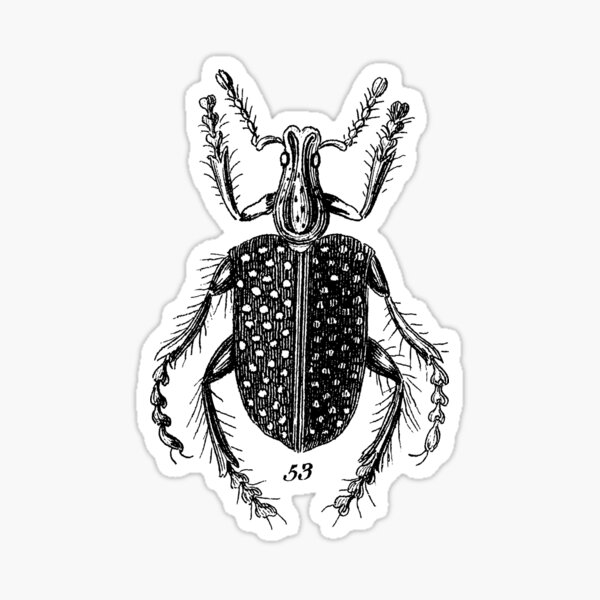 "Entomology Artwork / Bug / Insect" Sticker for Sale by artfox Redbubble