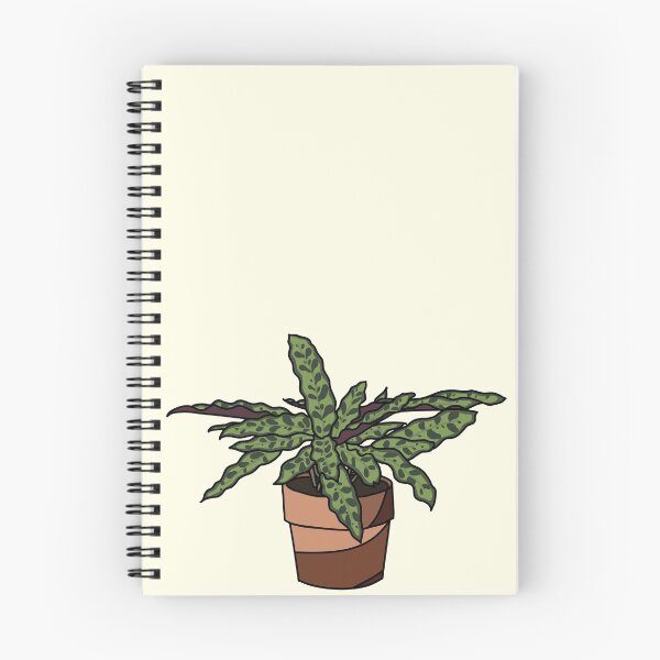 Item preview, Rattlesnake Plant designed and sold by alto-plants.