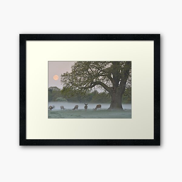 Full Moon - Bushy Park, London Framed Art Print