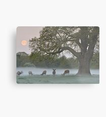 Full Moon - Bushy Park, London Metal Print