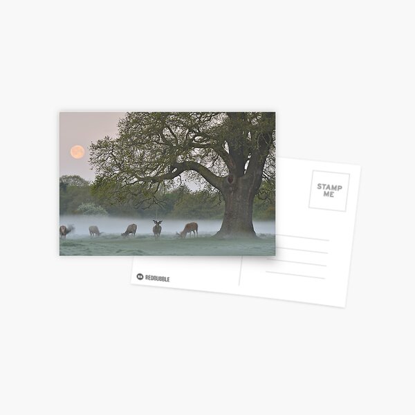 Full Moon - Bushy Park, London Postcard