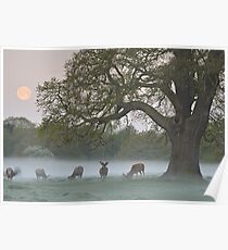 Full Moon - Bushy Park, London Poster