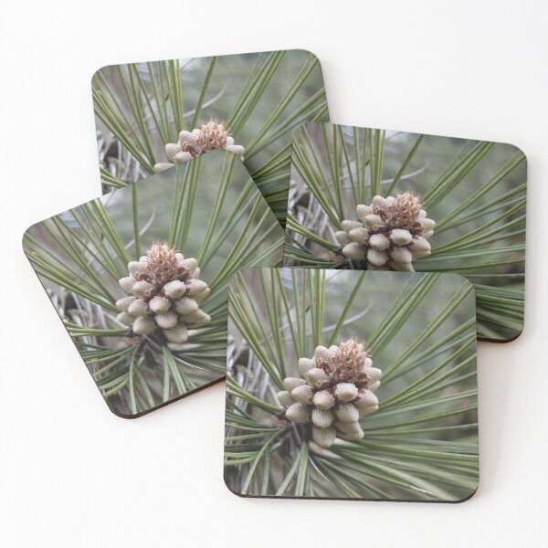 Item preview, Flower of a bull pine, Pinus ponderosa designed and sold by Zosimus.