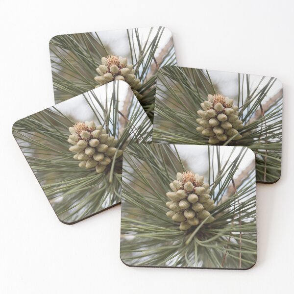 Item preview, Flower of a bull pine tree, Pinus ponderosa designed and sold by Zosimus.
