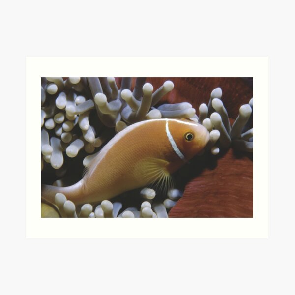 Pink Anemonefish Art Print
