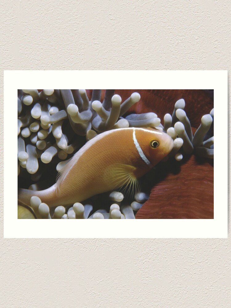 Alternate view of Pink Anemonefish Art Print