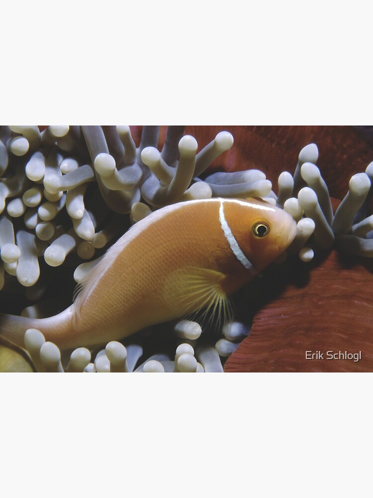 Pink Anemonefish by eschlogl