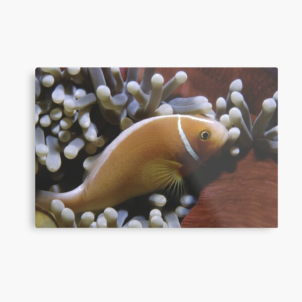 Pink Anemonefish Metal Print