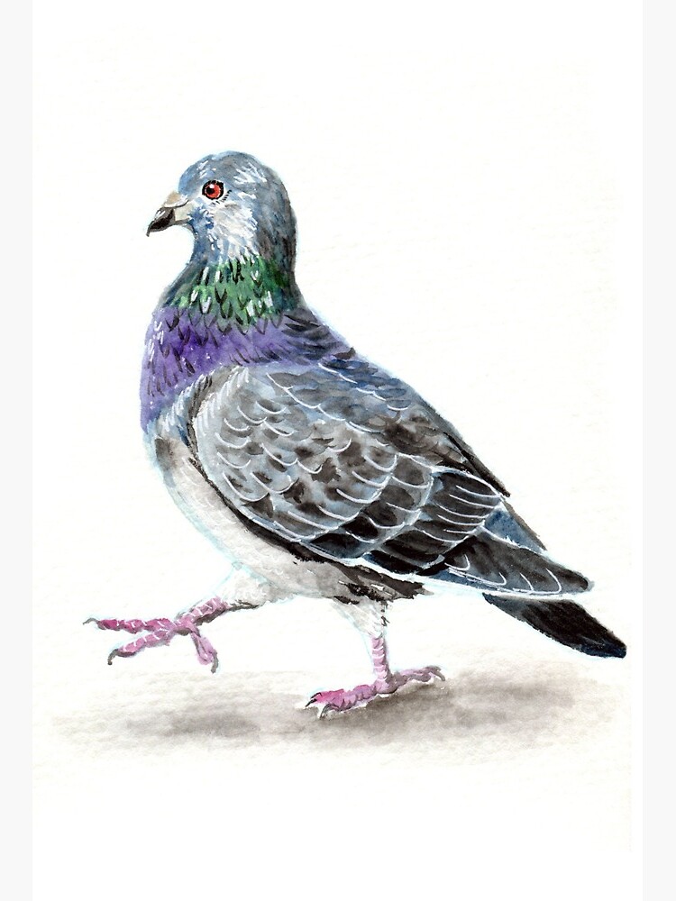 Watercolor Pigeon Art Board Print for Sale by Amanda Lanford