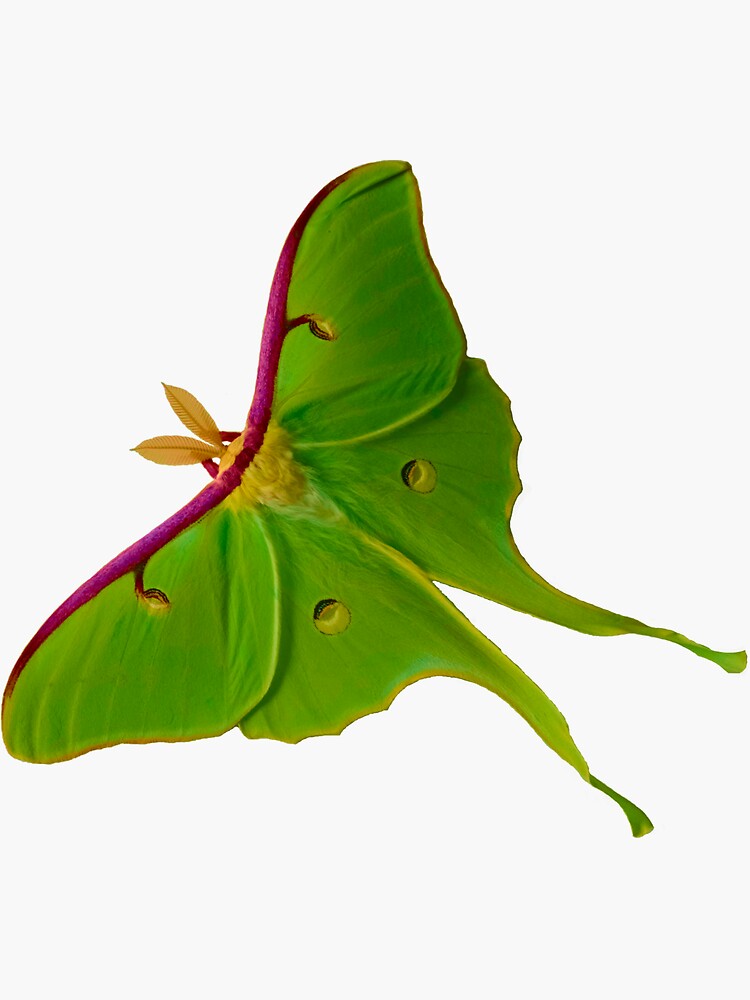 "Luna Girl" Sticker by NaomiRose2 Redbubble