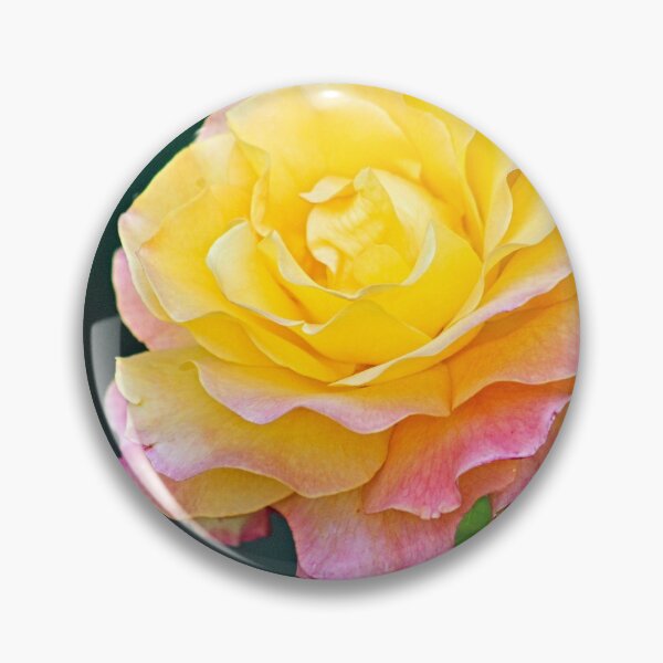 Item preview, Beautiful Molted Pink Yellow Rose Macro designed and sold by Anna Lemos.