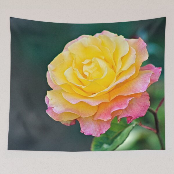 Item preview, Beautiful Molted Pink Yellow Rose Macro designed and sold by Anna Lemos.