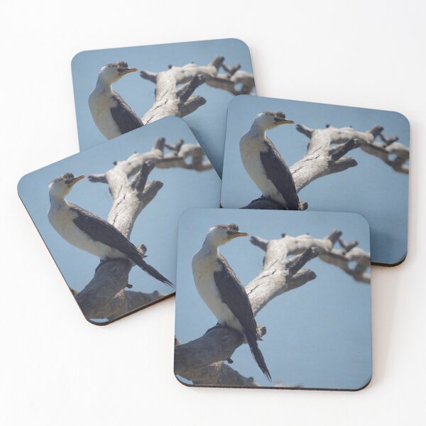 Item preview, Pied Cormorant  designed and sold by D-GaP.