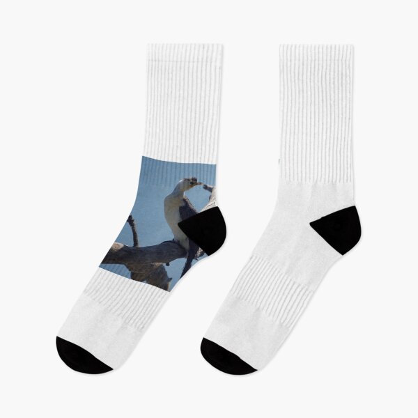 Item preview, Pied Cormorant  designed and sold by D-GaP.