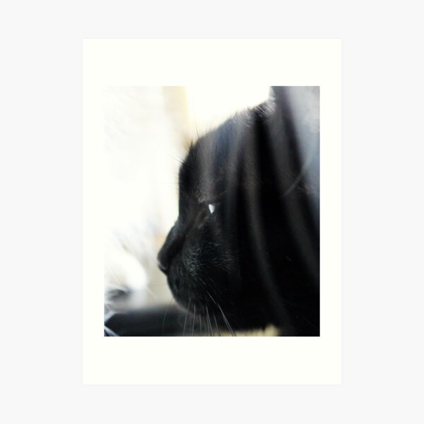 Contemplating the State of Cat Art Print