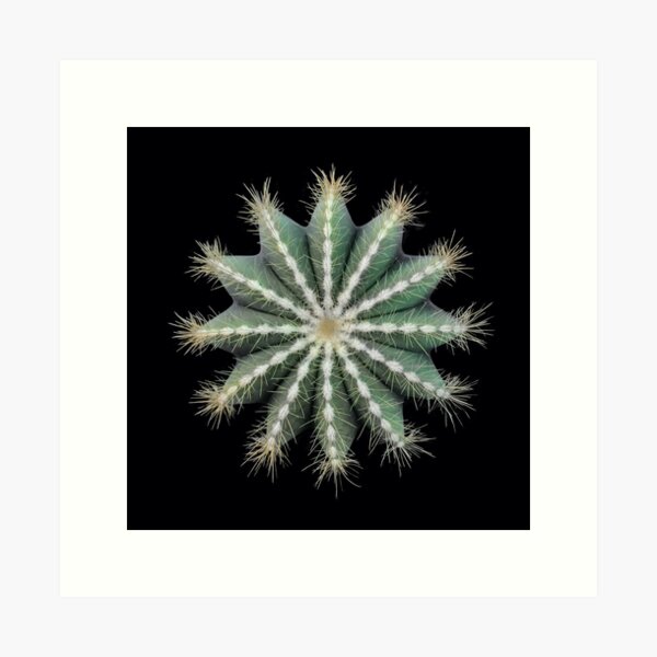cacti 73 Art Print
