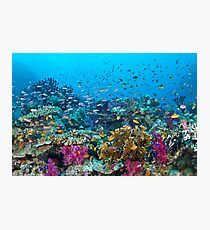 Fantasea Reef Photographic Print