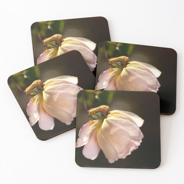 Item preview, Soft Pink Delicate Rose designed and sold by Joy Watson - Natural Light Photography .