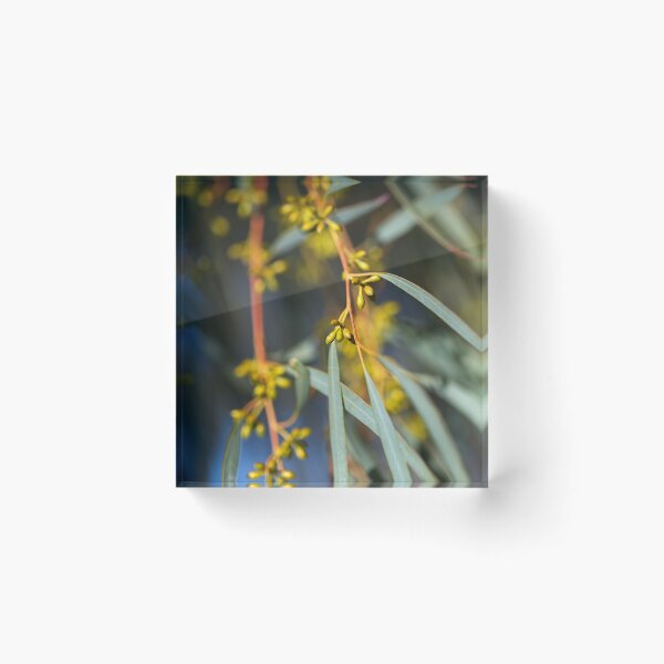 Item preview, Eucalyptus Small Yellow Buds designed and sold by Joy Watson - Natural Light Photography .