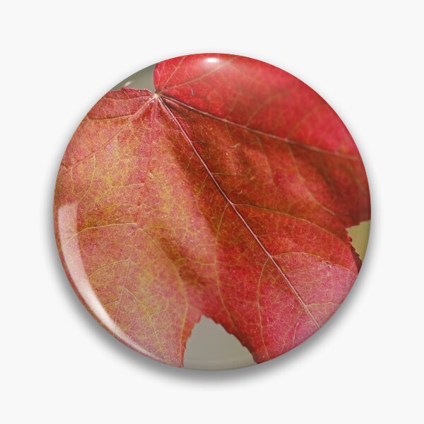 Item preview, Beautiful Liquidambar Leaf  designed and sold by Joy Watson - Natural Light Photography .