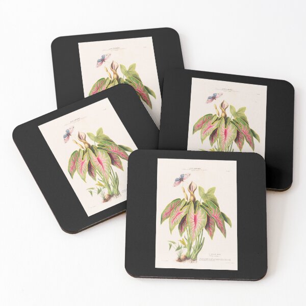 Item preview, Caladium Bicolor - Flore d’Amérique - Botanical Illustration designed and sold by chimakingthings.