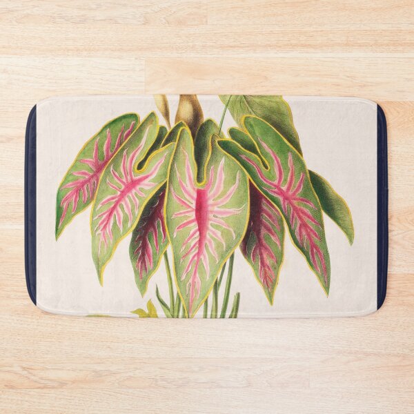Item preview, Caladium Bicolor - Flore d’Amérique - Botanical Illustration designed and sold by chimakingthings.