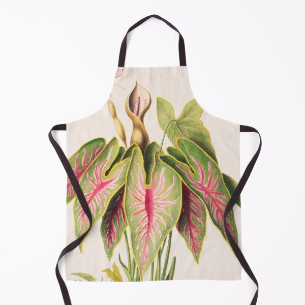 Item preview, Caladium Bicolor - Flore d’Amérique - Botanical Illustration designed and sold by chimakingthings.