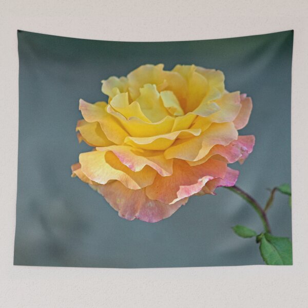 Item preview, Beautiful Pink Yellow Molted Rose Macro designed and sold by Anna Lemos.