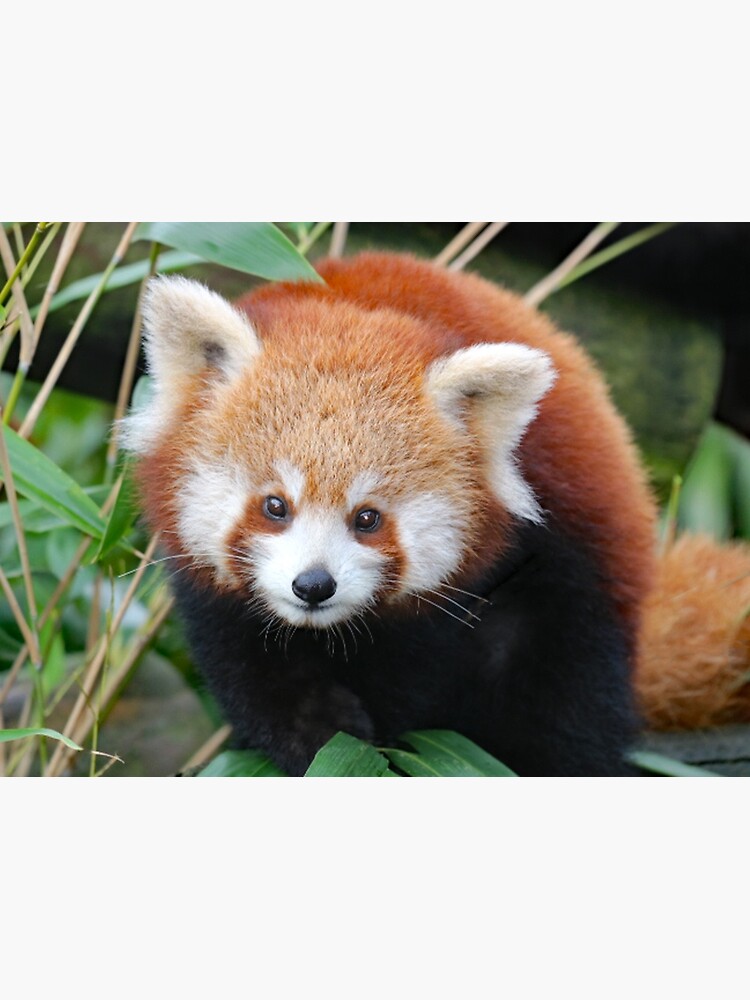 Lámina fotográfica for Sale con la obra «Un hermoso bebé oso panda