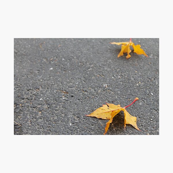 Artikelvorschau, Zen. Autumn. entworfen und verkauft von UpNorthPhoto.
