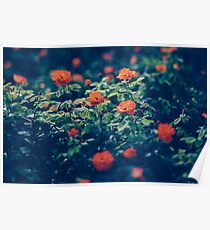 Moody Blooms Poster