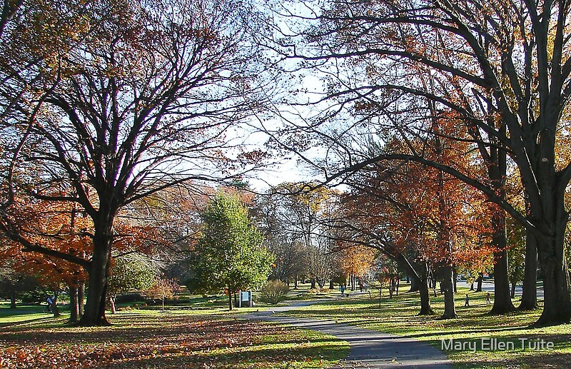 "Hoopes Park, Auburn, New York" Framed Prints by Mary Ellen Tuite