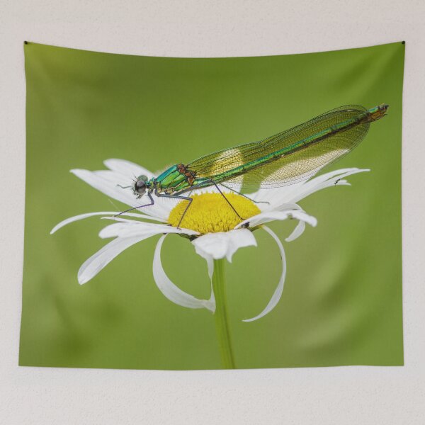 Item preview, Banded Demoiselle on Oxeye Daisy designed and sold by Alec Stewart.