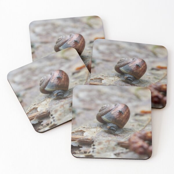 Item preview, Taking the slow ride. Copse snail and a snout beetle designed and sold by Jouko Lehto Photography.