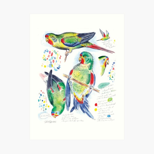 Swift Parrot Art Print