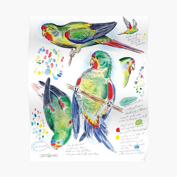 Swift Parrot Poster