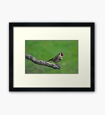 Goldfinch Framed Print